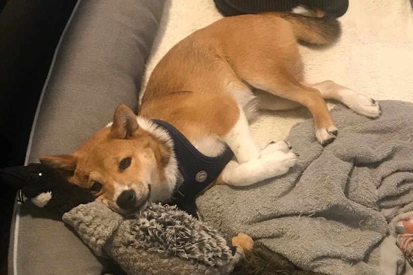 Please help This little Shiba Inu puppy GoFundMe Campaign Grace Do