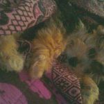 Help for Ozzy, fund his current bills and future bills