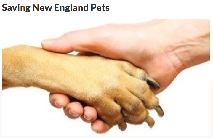 Save New England Pets Dogs Cats Birds and More GoFundMe Campaign