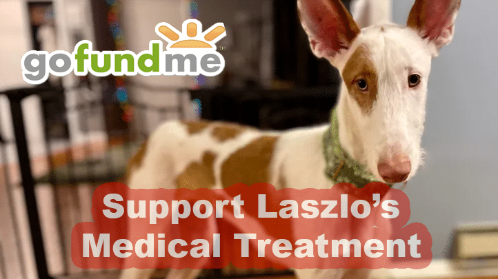 Support Laszlo’s GoFundMe for Medical Treatment: Audrey Grabenstein Beloved Family Pet