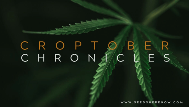 Dive Into the Croptober Chronicles: A Month-Long Cannabis Celebration