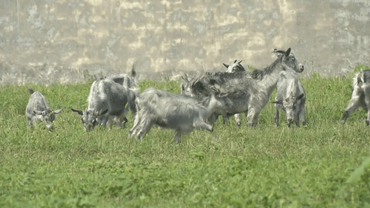 Chengwu County green goat breeding on the industrialization